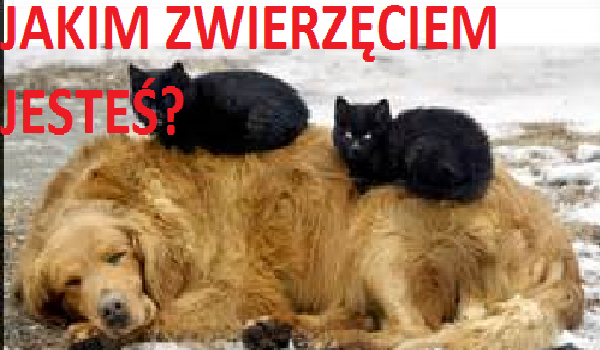 JAKIM ZWIERZĘCIEM JESTEŚ?