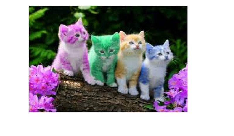 Informacje w sprawie Quizów