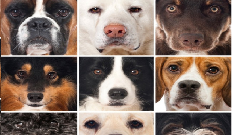 pies będzie twoim przyjacielem