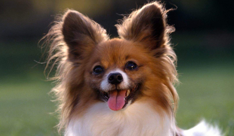 Jaka rasa psa do mnie pasuje