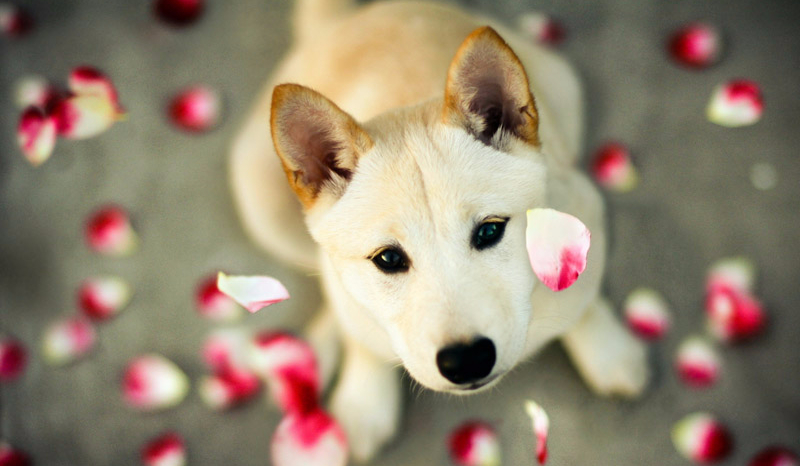 O PSACH I ICH RASACH