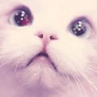 CiastkoKawaii