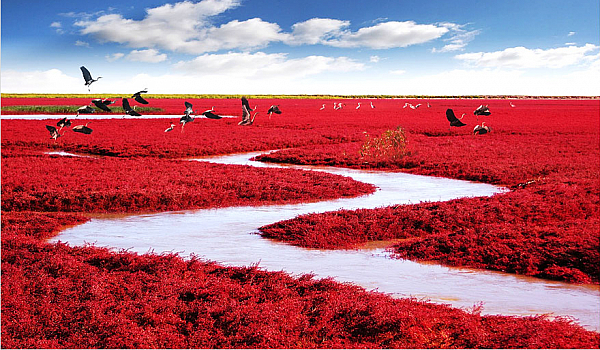 Aleks , Tuki czy możę Antek ?