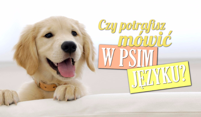Czy potrafisz mówić w psim języku?