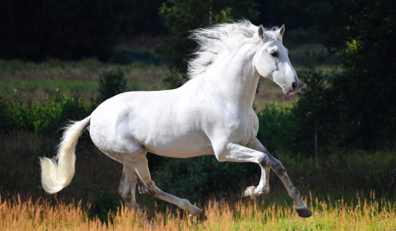 Jaki koń do ciebie pasuje?