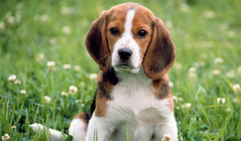 test wiedzy o rasach psów!