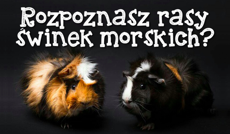 Czy potrafisz rozpoznać rasy świnek morskich?