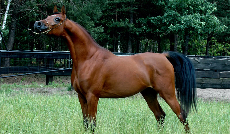 Jakim koniem jesteś?