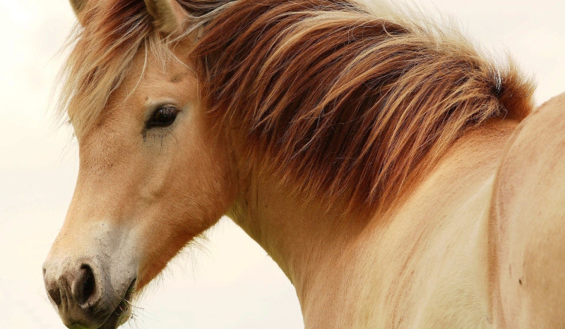 Czy jesteś fanką/fanem koni?
