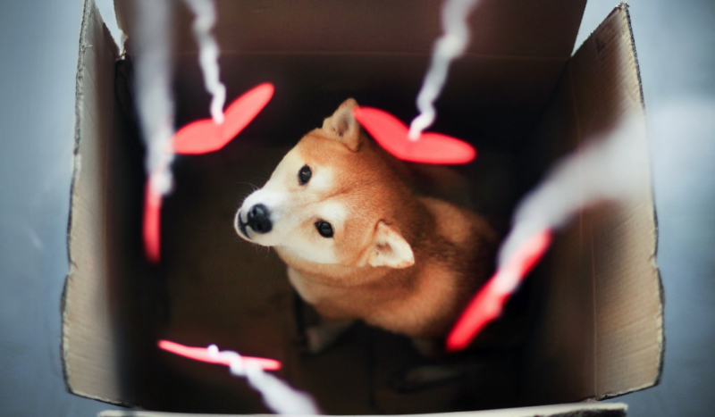 jaka rasa psa do ciebie pasuje ?