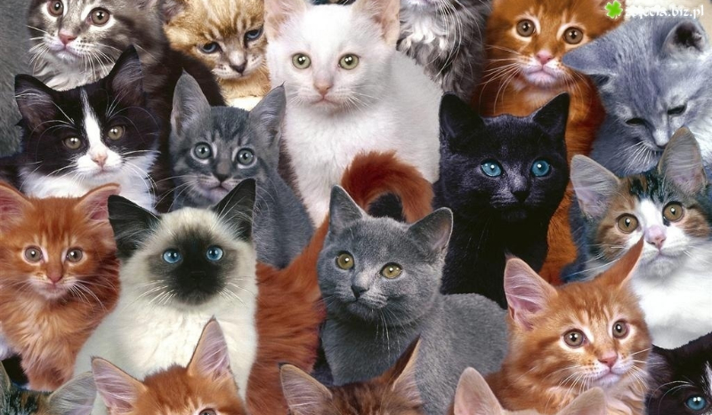 Jaką rasą kota jesteś?