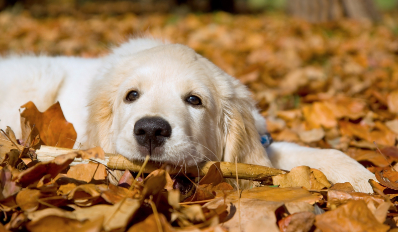 Czy byłabyś rasą Golden Retriver
