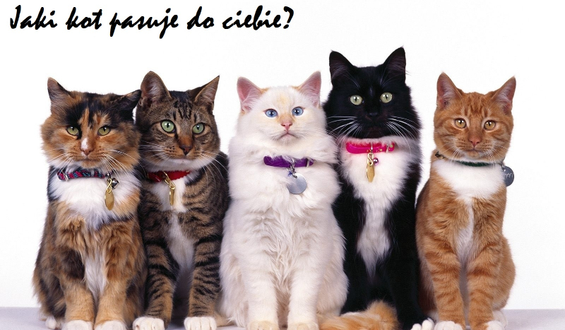 Jaki kot pasuje do ciebie?