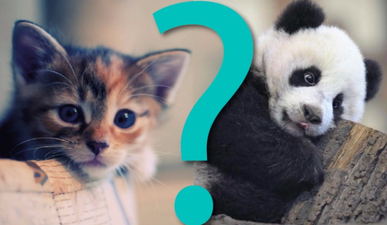 Co wolisz?/zwierzęta