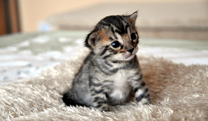 Co wiesz o kotach bengalskich?