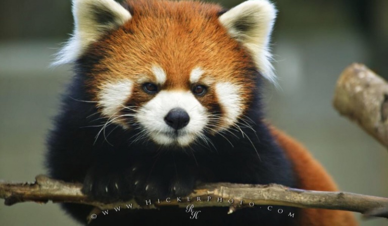 Jakie zwierze powinieneś kupić?