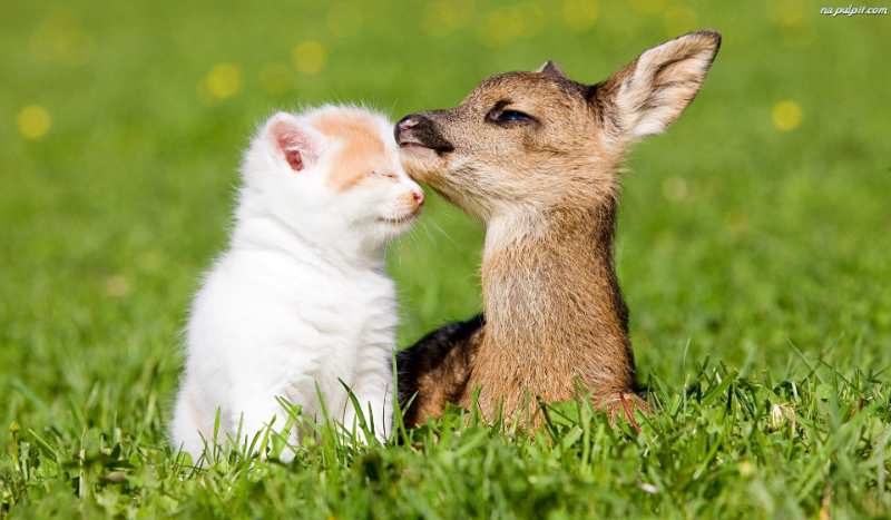 jaki byłbyś w świecie kotów