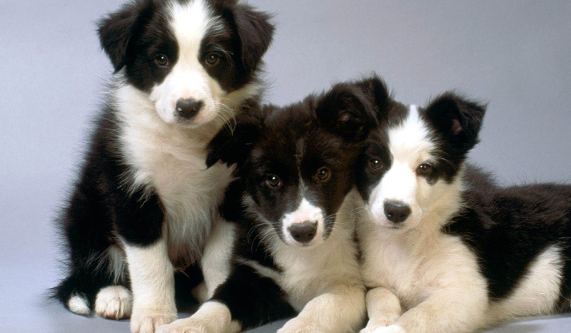 Jaka rasa psa do ciebie pasuje