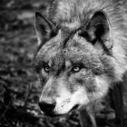 Dark_Lady_Wolf