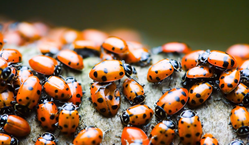 Do jakiego owada jesteś podobny?