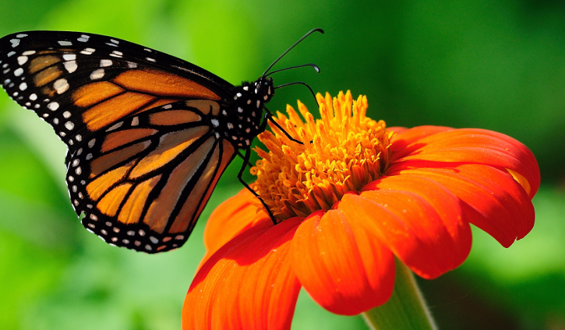 Jaki zwierzak do ciebie pasuje ?