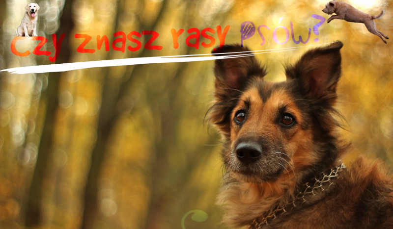 Czy znasz rasy psów?