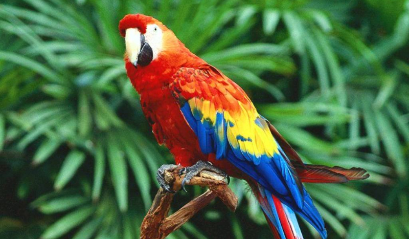 Jaką papugą jesteś?