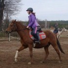 Dressage_Horse