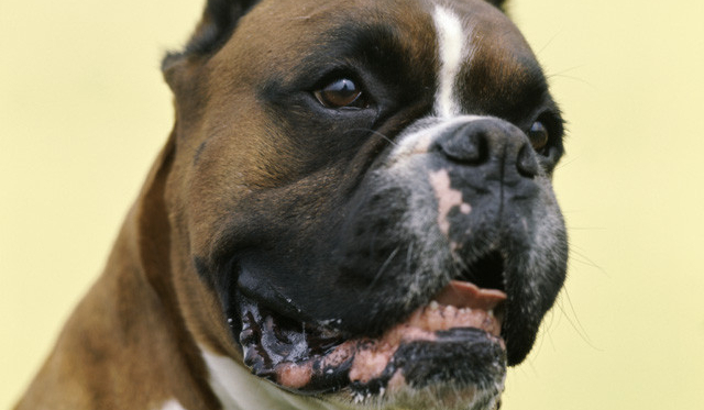 Czy jesteś rasoznawcą ??