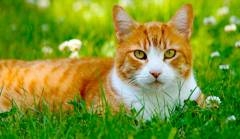 Jaką rasą kota będziesz?