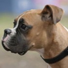 lovedog