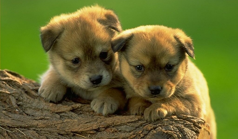 Czy odgadniesz rasy psów?