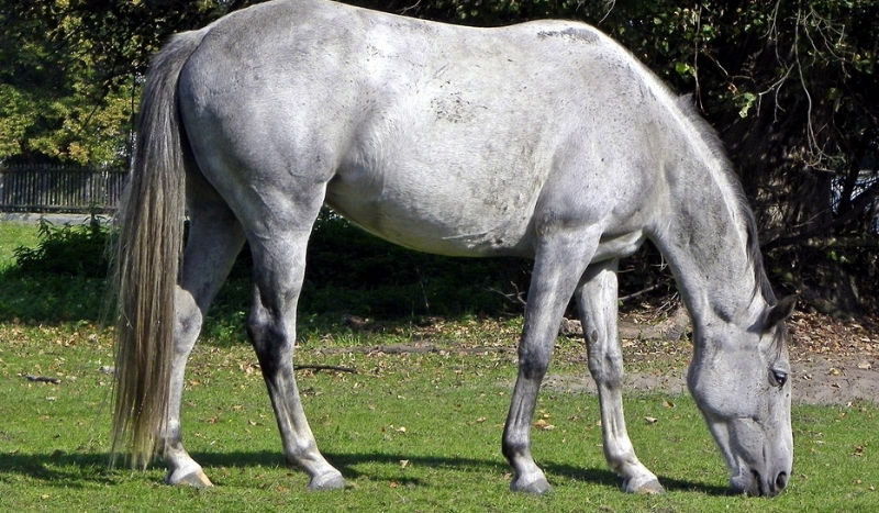 Odgadnij maści koni!