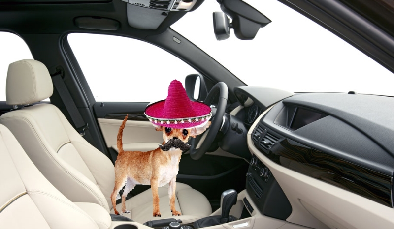 Jaki głupota należy do ciebie? xD