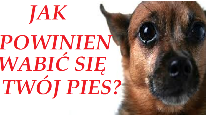 Jak powinien wabić się twój pies?