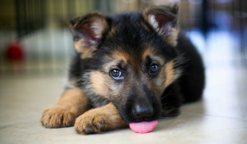 Jak dobrze znasz się na Owczarkach Niemieckich?