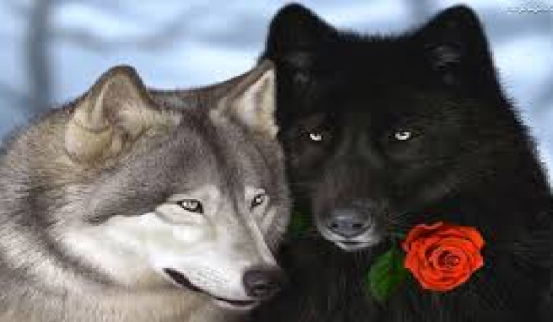 Taka sama lecz inna #2