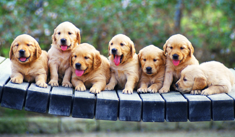 Jaka rasa psa do ciebie pasuje?