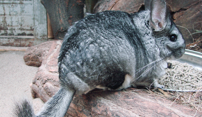 Ile wiesz o szynszylu?