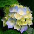 wiki_3911