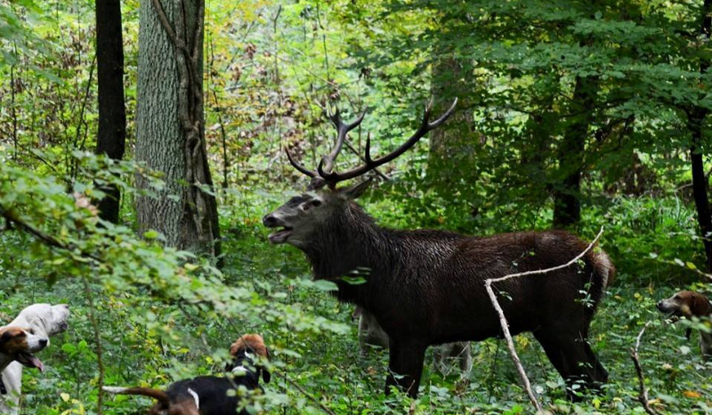 Czy będziesz dobrym myśliwym