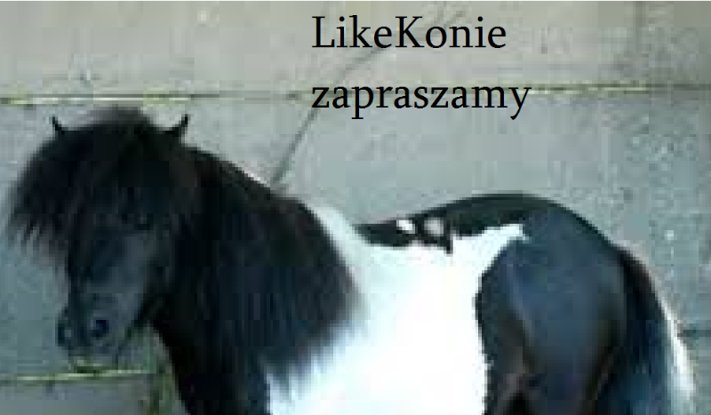 Howrse i ich drużyny
