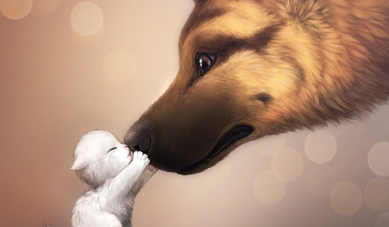 Jesteś Kotem czy psem?