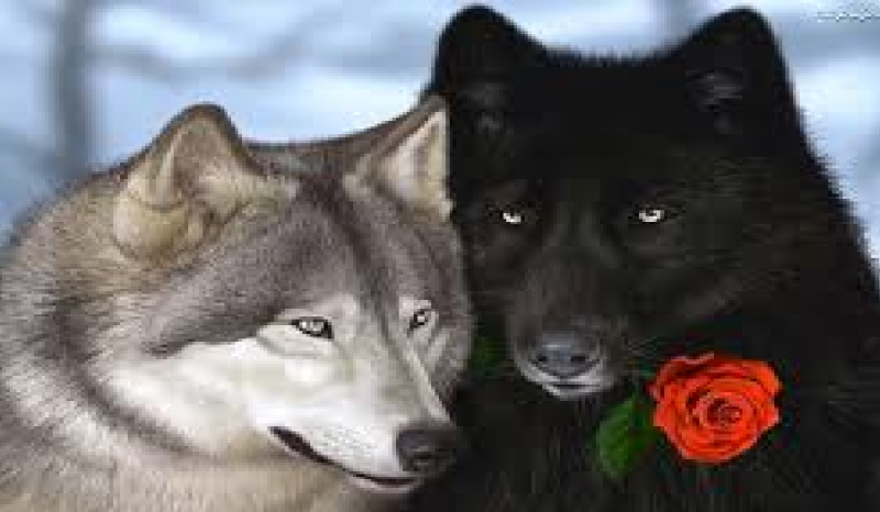 Taka sama lecz inna #4