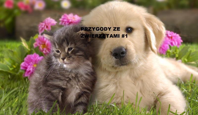 Przygody ze zwierzętami #1