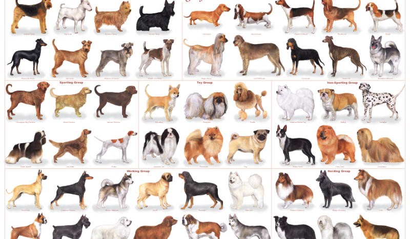 Która rasa psa do ciebie pasuje?