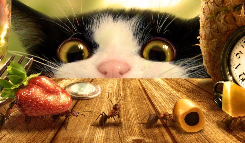 Czy rozpoznasz owoce?