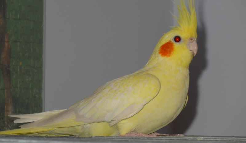 Ile wiesz o nimfach.