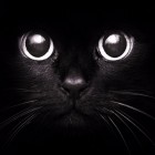 Black_Cat