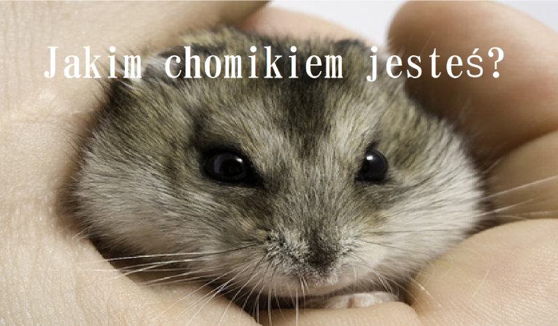 Jakim chomikiem jesteś?